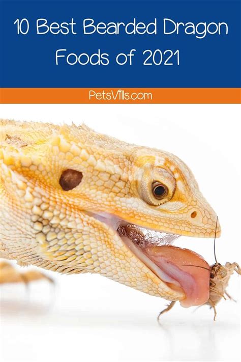 10 Best Bearded Dragon Food Of 2024 Review And Feeding Guide