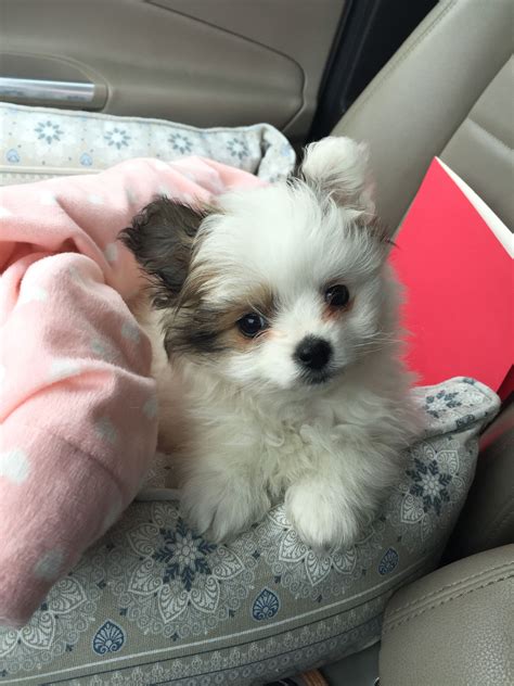 Our New Pomapoo 8 Weeks Old