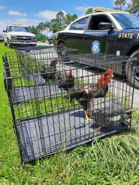 100 Chickens Roosters Clucking Around I 10 Thursday Afternoon Wkrg
