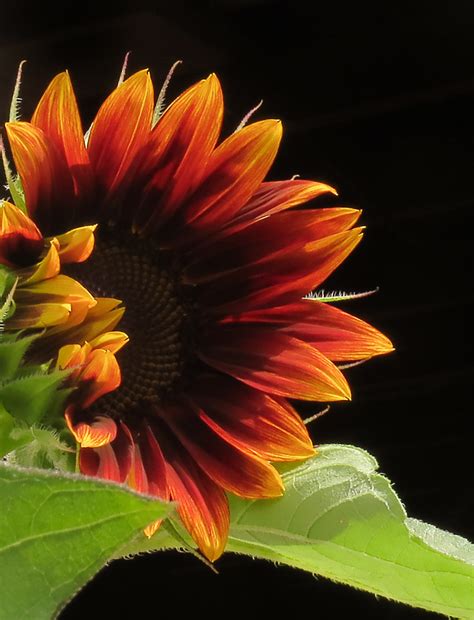 Sunflower Sunflower Chianti Hybrid Mahar15 Flickr