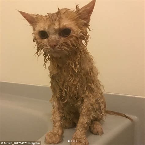 Cat With Incredibly Curly Fur Goes Viral Daily Mail Online