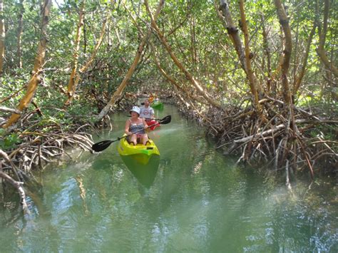 Mangrove Eco Tour Marathon Fl Florida Keys Kayak And Paddleboard