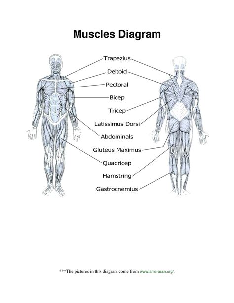 Bones And Muscles Worksheet Free Worksheets In Human Body