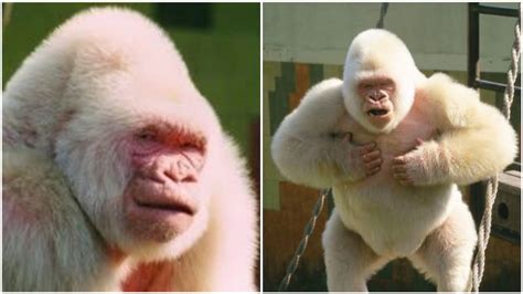 Africa Sets Record As Worlds 1st Albino Gorilla Is Captured In Guinea