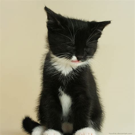 14 dogs that will totally melt your heart on valentine's day. 25 Cute kitten pictures | Amazing Creatures