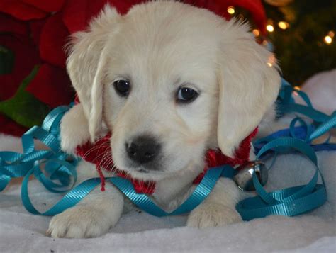 About our cream & english cream dachshunds fritz is a shaded cream longhair out of splendor farms fly me to the moon renata (a.k.a., renata). available english cream golden retriever puppies | Baby ...