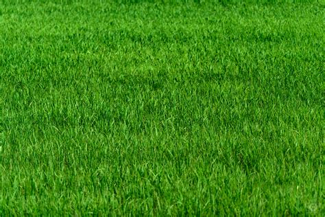 Grass Meadow Texture High Quality Free Photos