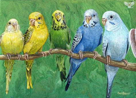 Original Budgie Parrot Painting Budgie Band Etsy Parakeet Art Bird
