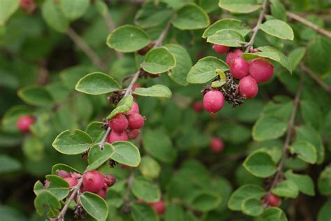 Symphoricarpos × Doorenbosii