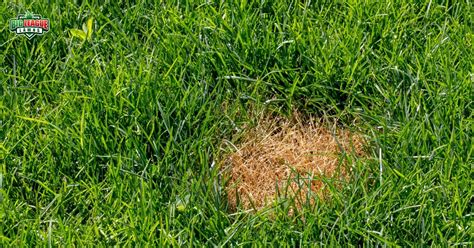 Complete Lawn Fungus And Disease Identification And Treatment
