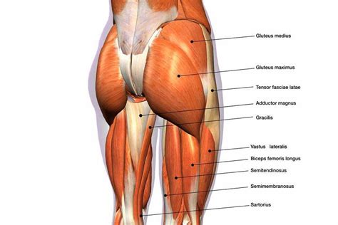 This month's muscle of the month focusses on the hamstrings, a very powerful group of muscles that extend the hip and flex the knee. Gluteus Medius Weakness & Back Pain: Arash Noor, DC, CCSP ...