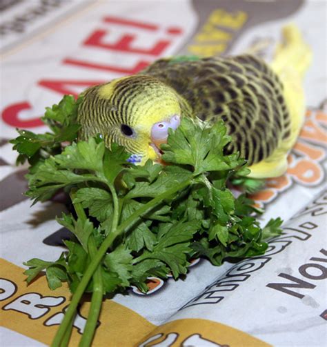 Budgie Parakeet Food And Feeding Recommendations