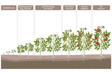 Stages Of A Tomato Plant Growing Tomatoes Growing Tomato Plants