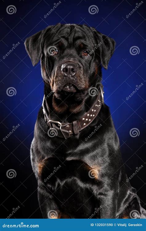 Portrait Of Strong Rottweiler On On Dark Blue Background Stock Photo