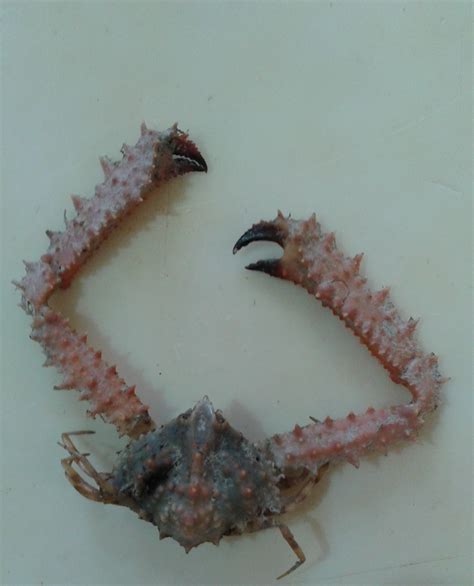 Hi Can Anyone Help Me Identify This Three Crab Species