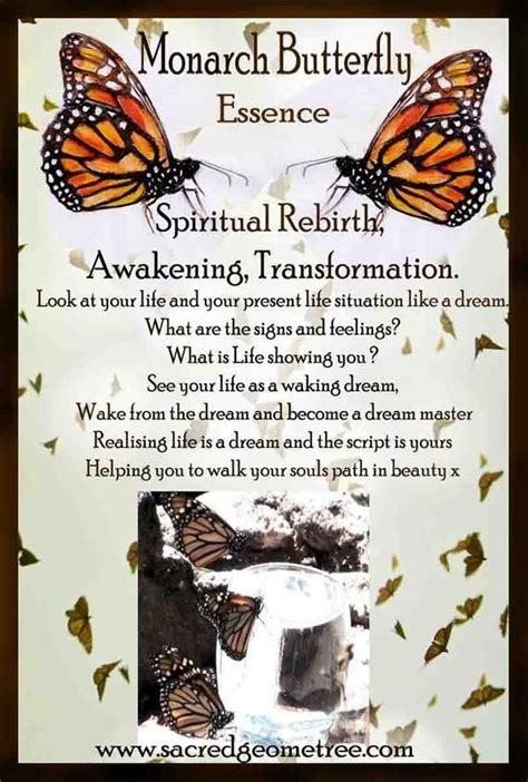 Pin By Sonja Brown On Pets Butterfly Spirit Animal Butterfly