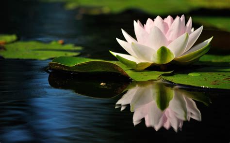 4k Water Lily Wallpapers High Quality Download Free