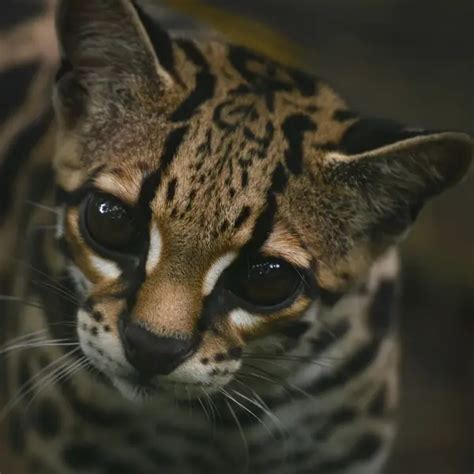 Margay Facts Diet Habitat And Pictures On Animaliabio
