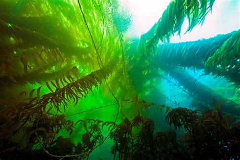 Giant Kelp Visiondive