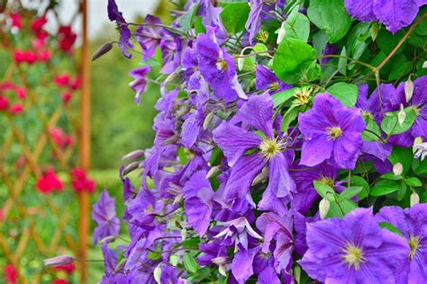 Some of the same trees that flower only for a short period in spring in northern climates can bloom throughout the winter and spring in zone 9. Hardy Vine Plants: Tips On Growing Vines In Zone 7 ...