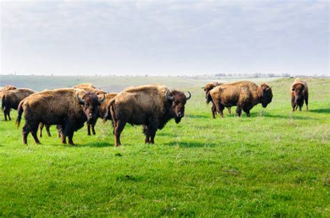 160 Steppe Bison Stock Photos Pictures And Royalty Free Images Istock