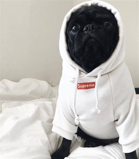 A Black Pug Wearing A White Hoodie Sitting On Top Of A Bed
