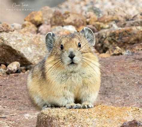 American Pika American Pika Ochotona Princeps Mt Evans Flickr