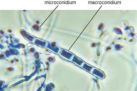 Fungi Microbiology