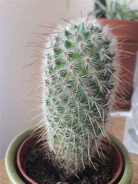 Cacti are collectible and are ideal for nice succulent plants have leaves or stems that are filled with juices, the stored water and nutrients that allow the plant to grow. Plant ID forum→Help Identifying Cactus - Garden.org