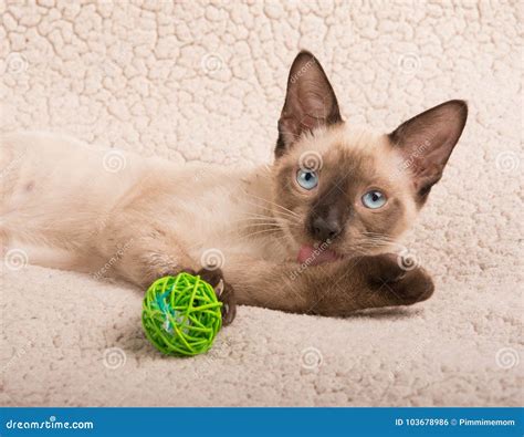 Cute Siamese Kitten Licking His Paw Stock Photo Image Of