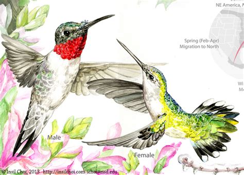 The Life Cycle Of Hummingbirds On Behance