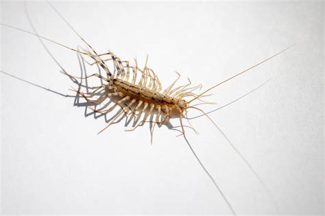 What You Need To Know About House Centipedes In Gainesville Va · Extermpro