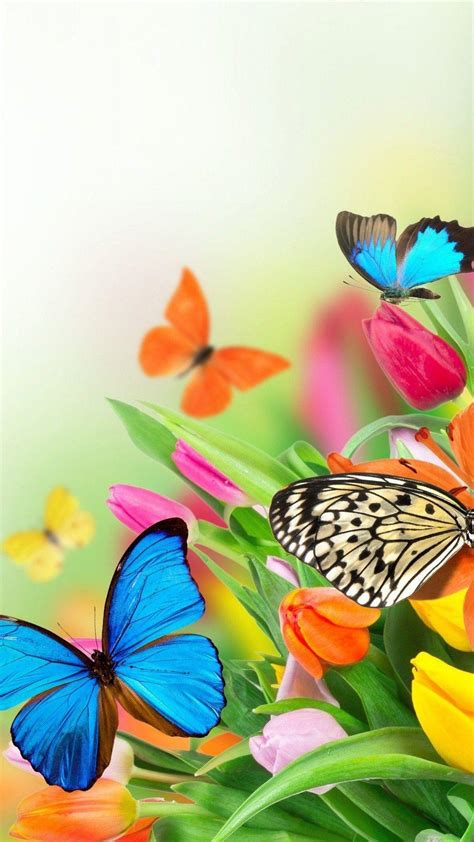 Beautiful Butterfly iPhone Wallpapers Top Hình Ảnh Đẹp