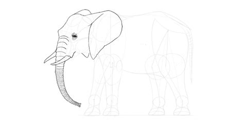 Elephants are the largest living land animals. How to Draw an Elephant Step by Step