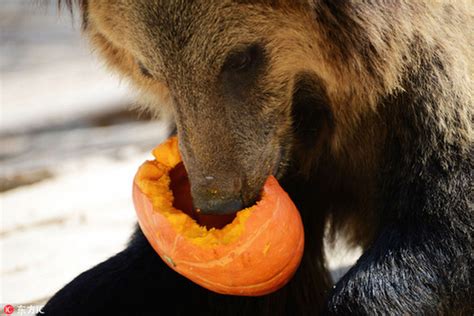 Halloween Treats For Animals At The Zoo 3