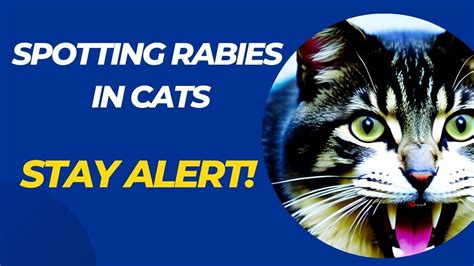 5 Signs Your Cat May Have Rabies Signs Of Rabies In Cats Youtube
