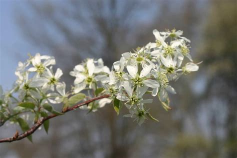 See more ideas about flowering trees, plants, planting flowers. Serviceberry - Learn About Nature