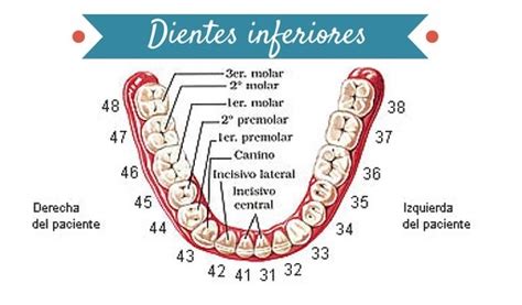 Las Piezas Dentales Tienen Su Propio Número