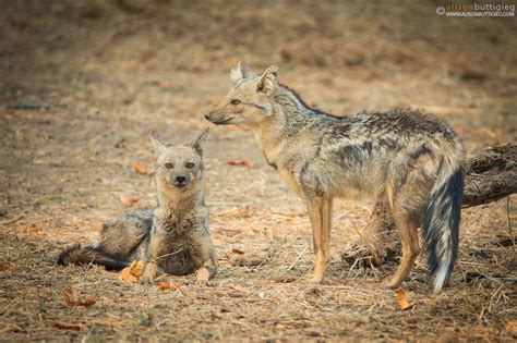 Wild Dogs Jackals And Foxes Alison Buttigieg Wildlife Photography