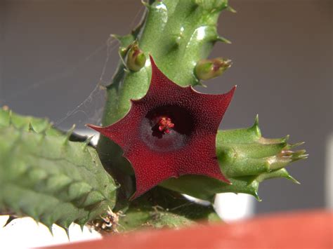 P8152660 Red Dragon Flower Huernia Schneideriana Franklin Cat Flickr