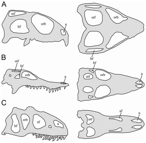The Diapsid Skull Form Simplified Schematic Lateral And Dorsal Skull