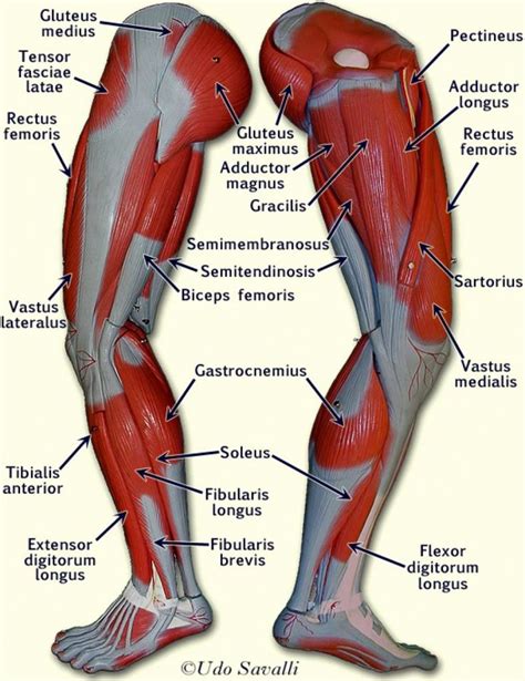 Muscle Anatomy Chart New Upper Leg Muscles Anatomy Human Anatomy