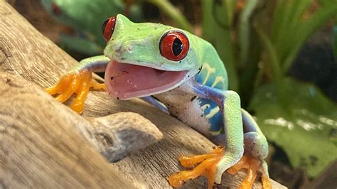 Featured Animals - Red-eyed Tree Frog - CMZoo