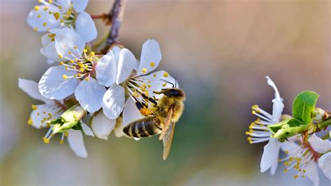 Bee Spring Aesthetic Wallpapers Wallpaper Cave