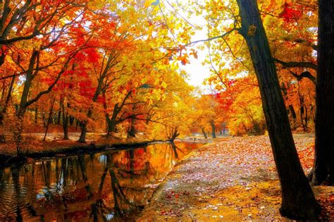 Autumn Fall Landscape Nature Tree Forest Leaf Leaves Wallpaper
