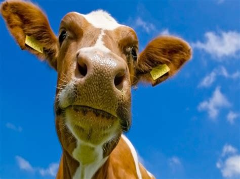 Cow Close Up