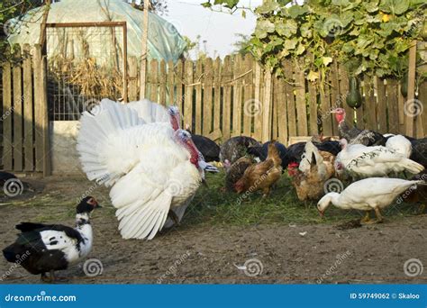 Poultry Farm Stock Photo Image Of Domesticated Farm 59749062