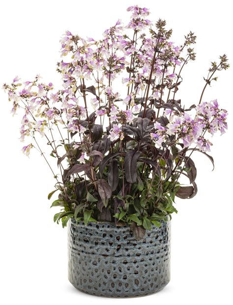 Drought tolerant, deer resistant, and easy to grow. 'Midnight Masquerade' - Beardtongue - Penstemon hybrid ...