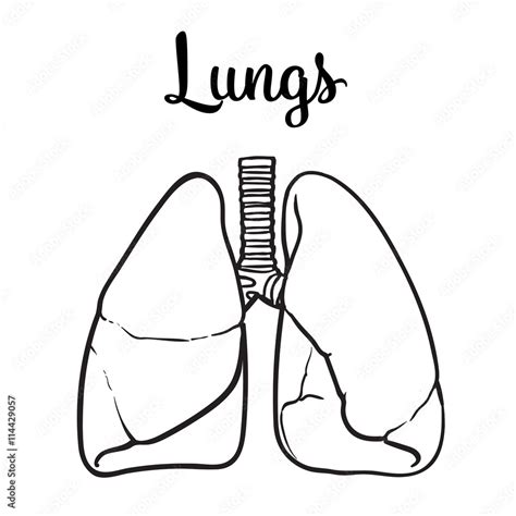 Sketch The Lungs Vector Sketch Hand Drawn Illustration Isolated On