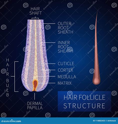 Hair Follicle Structure Stock Vector Illustration Of Follicle 114882455